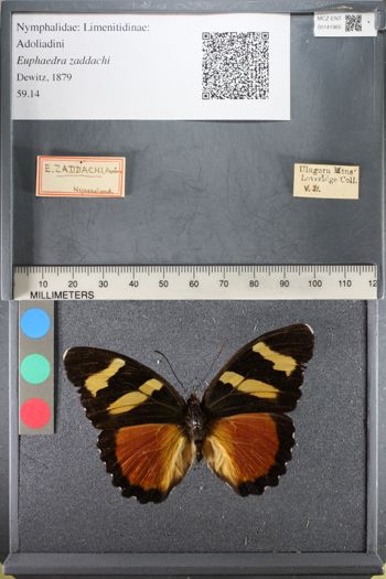 Media type: image;   Entomology 141965